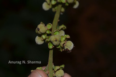 Paracroton pendulus subsp. zeylanicus